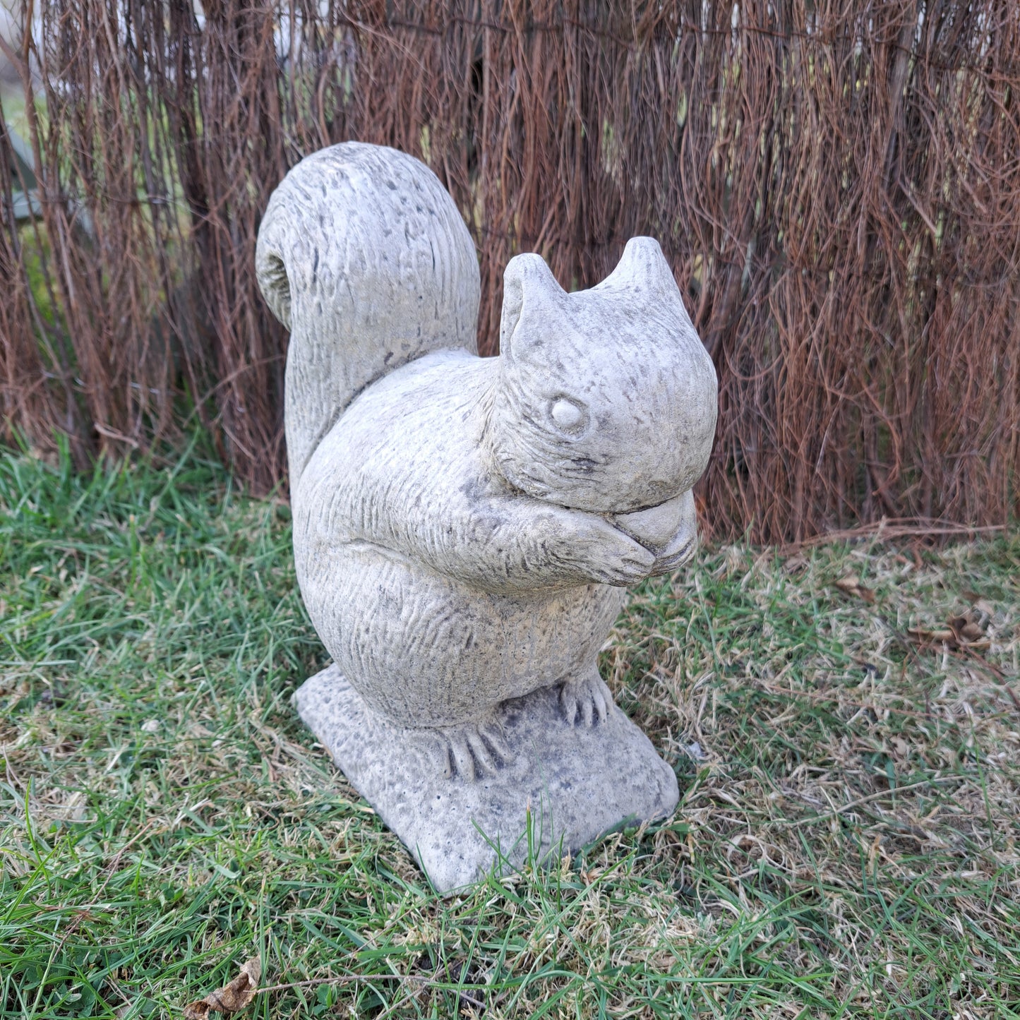 Squirrel