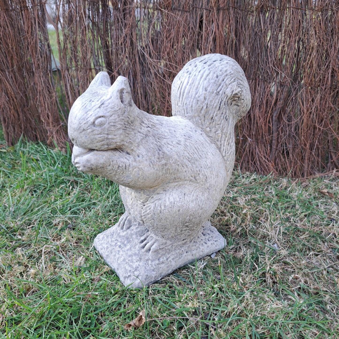 Squirrel